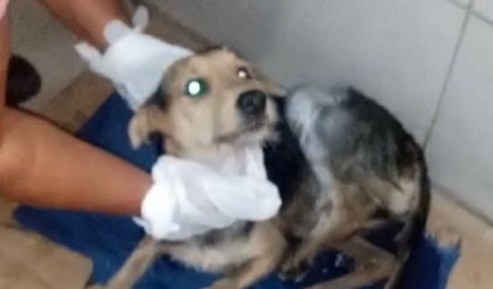 CIRURGIA VITÓRIO - CAOZINHO ATROPELADO COM FRATURA EXPOSTA