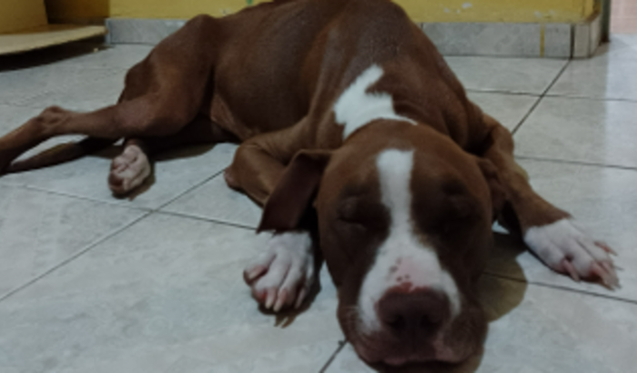 dê uma patinha para a Kiara! 
