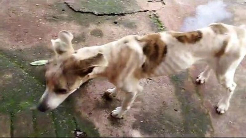 Cachorro com cinomose 