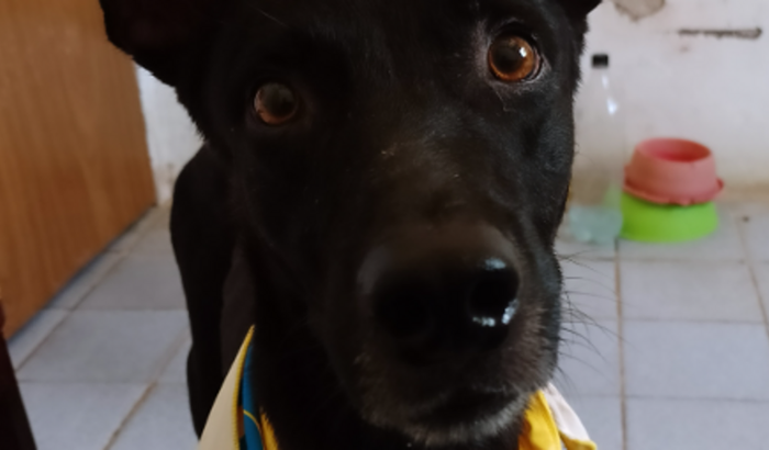 Castração de Idris - cãozinho com Aumento de Próstata - URGENTE