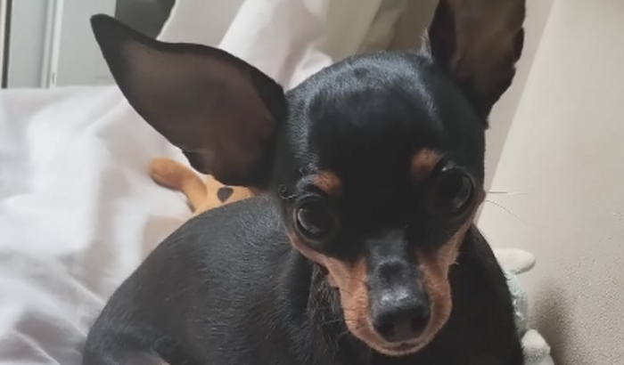 TRATAMENTO do ZECA ( VOLTE A ANDAR)