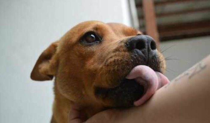 Ajude a Duquesa