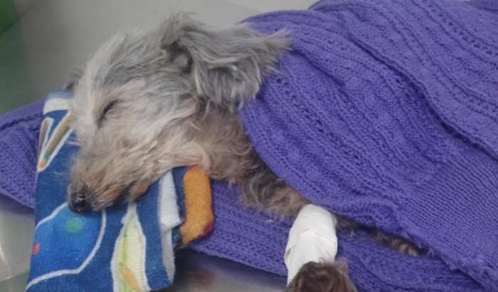 Ajuda a xuxu com a transfusão de sangue pela amor deus .. ela precisa muito