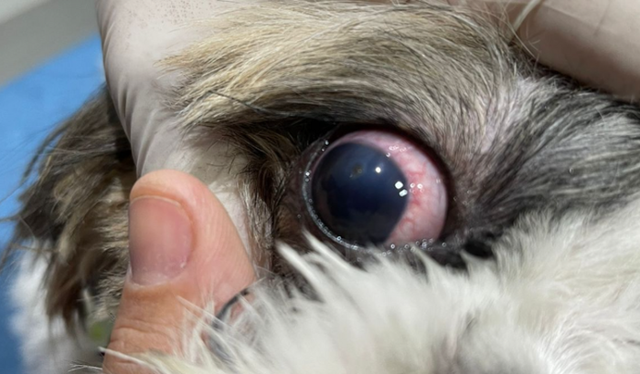 AJUDE NA CIRURGIA DA VISÃO DO LUKE