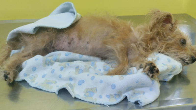 Minha cadela está com piometra e está muito debilitada 