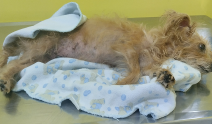 Minha cadela está com piometra e está muito debilitada 