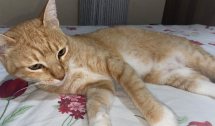 Vaquinha para levar minha gatinha Nazaré ao veterinário e pagar os remédios e exames.