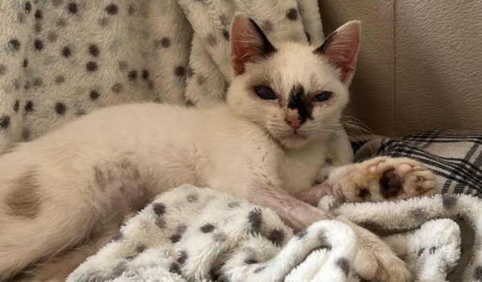 Salvem a gatinha Kiara!