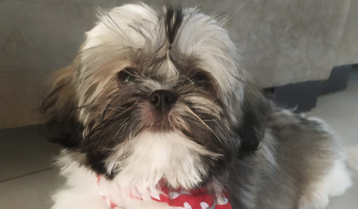 Ajude o Bolinha em seu tratamento contra a Cinomose 