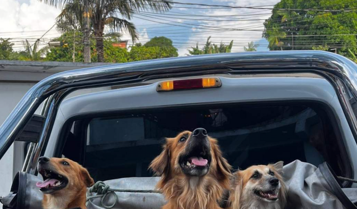 Me ajude a levar meus Filhos de 04 patas comigo.