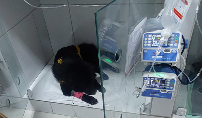Cachorrinha Pretinha