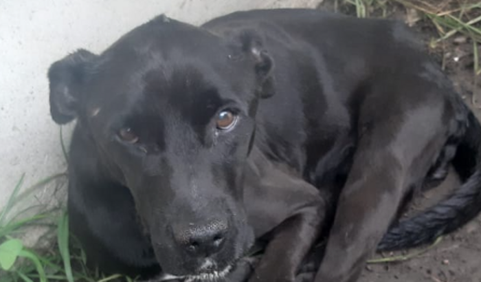 Veterinario para Dora