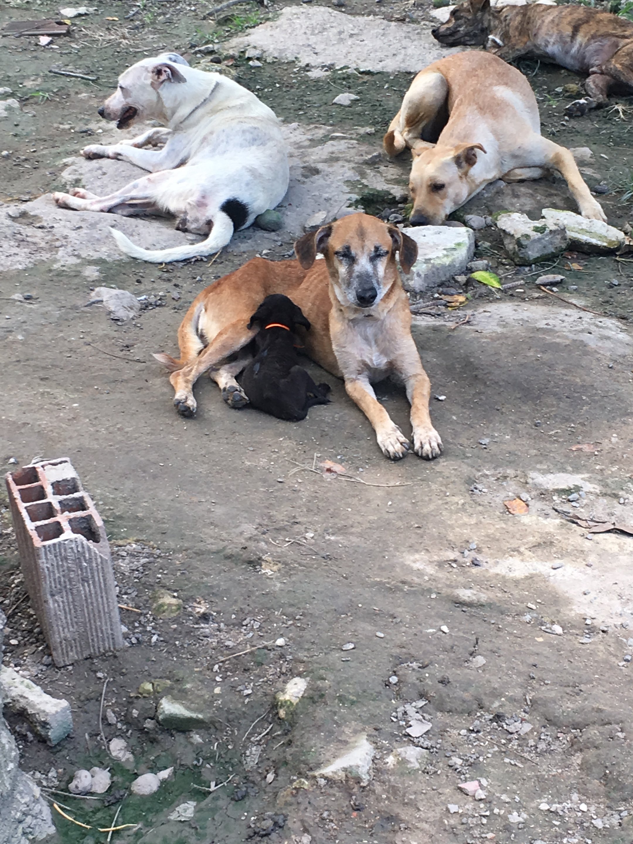imagem da vaquinha CRAE MACEIÓ - Abrigo carente de cães e gatos 