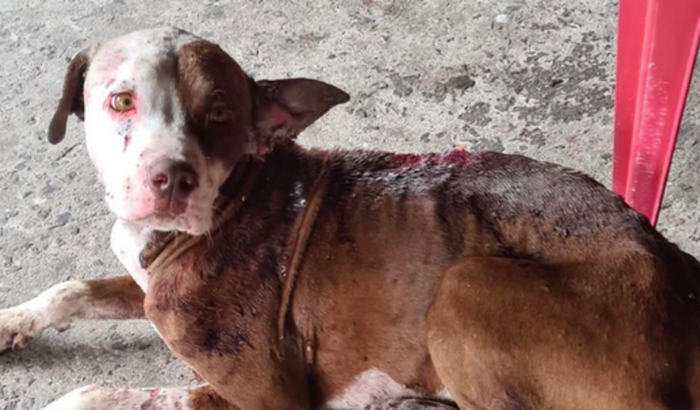 Vakinha da pandora ❤️‍🩹