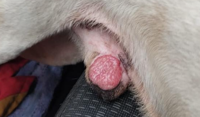 Ajude o Theo a Vencer o Carcinoma de Células Escamosas! 🐾