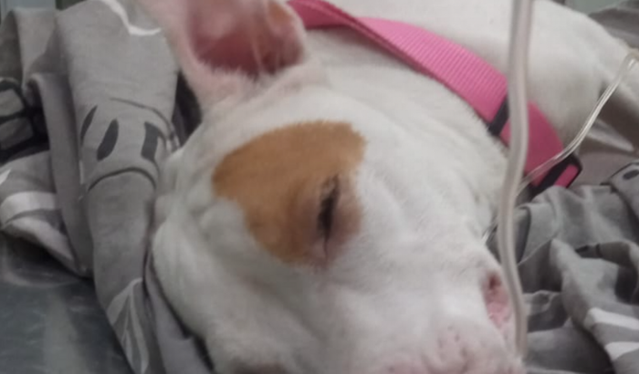 Interna minha cachorra