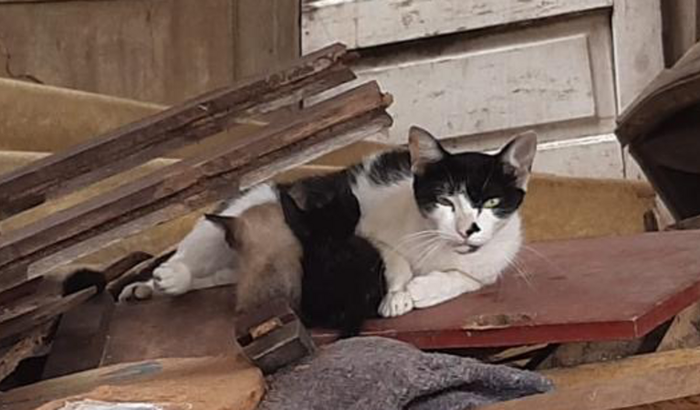 RESGATE DE GATOS NO ENTULHO