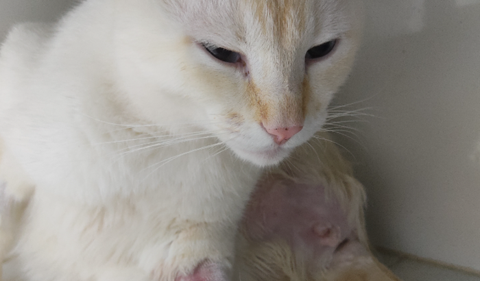 ajude o decim com sua desobstrução e futuro tratamento 