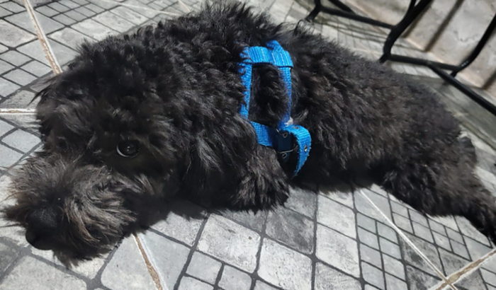 Ajude o Max a fazer uma cirurgia