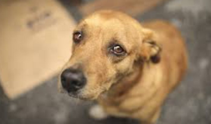 Ajude para campanha social contra maltrato a animais