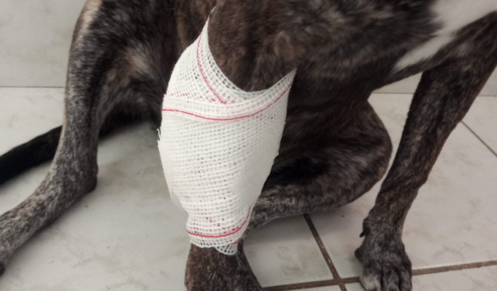 Cirurgia da patinha da Juju 