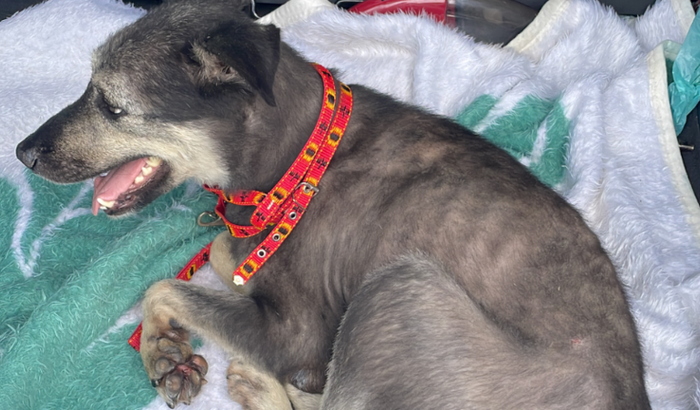 Ajudar um animalzinho