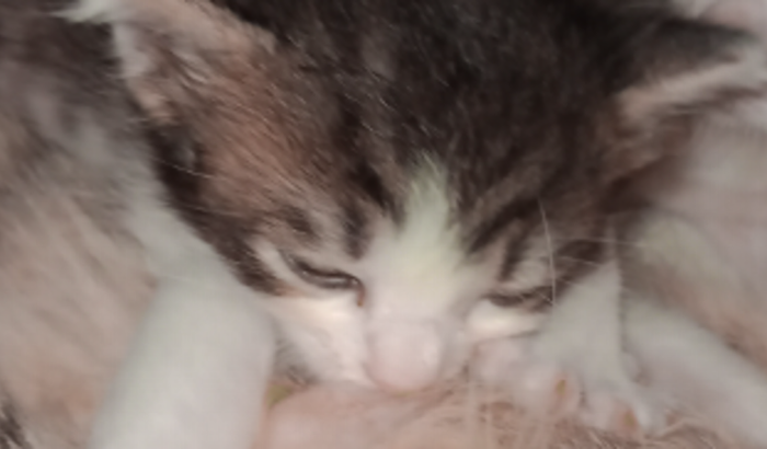 Ajude o beta a sobreviver