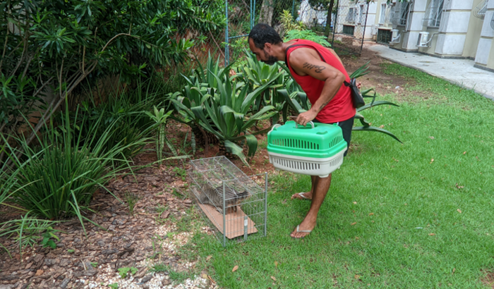 Vaquinha para castrar os gatos do Condomínio Rockfeller