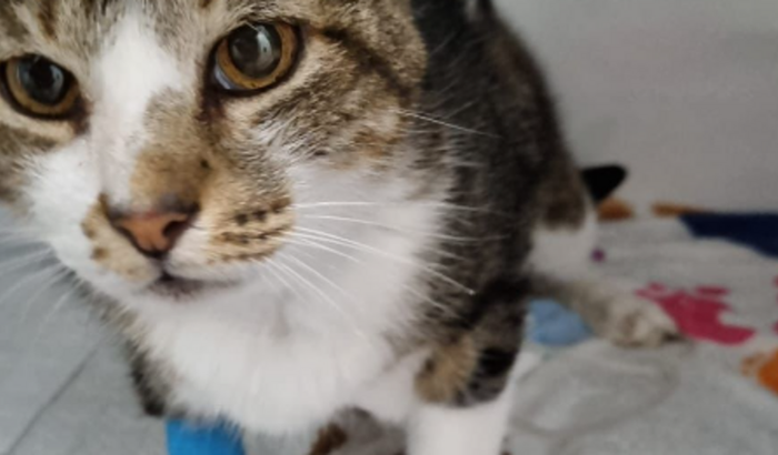 PIPO PRECISA DE AJUDA