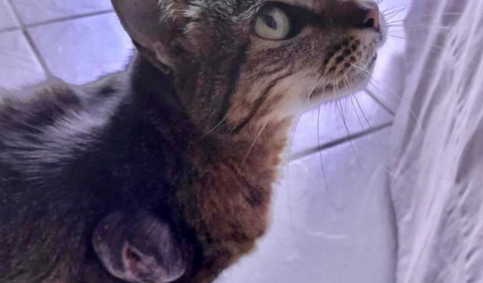 Ajude a gatinha Bia - Cirurgia para retirada de tumor