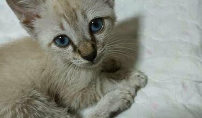 Ajuda para um gatinho abandonado 