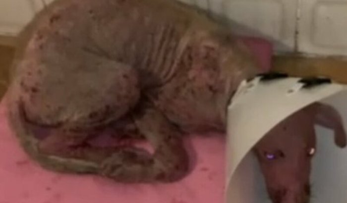 Ajude essa cachorrinha que resgatei na rua 