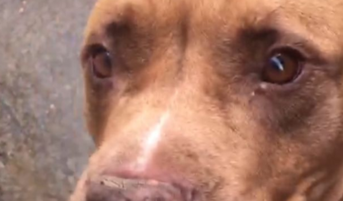 Cirurgia de piometra da catrina <3 