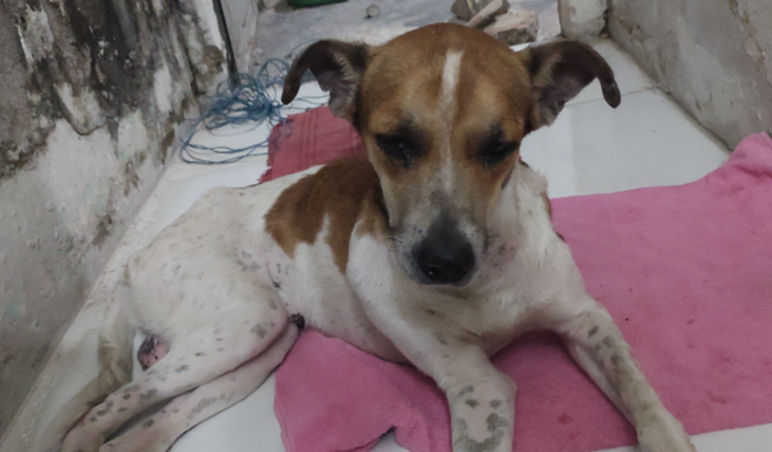 Cuidado iniciais do Mocotó