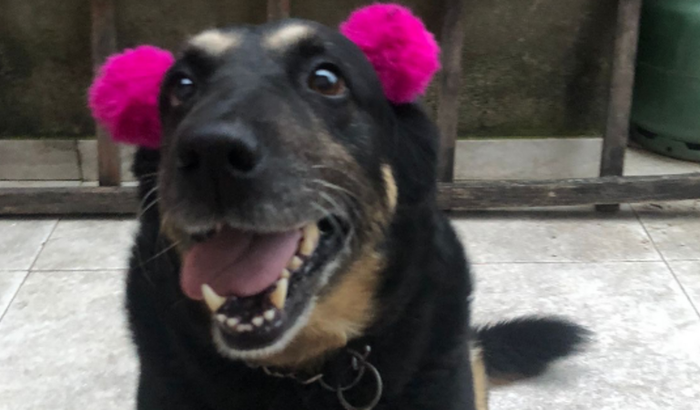 Despesas médicas da Luna