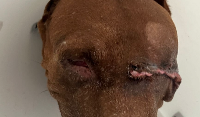 Serena será curada!