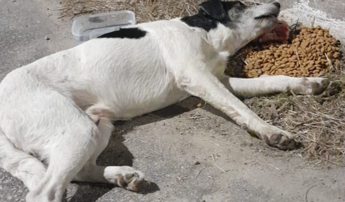 Ajuda para cão comunitário
