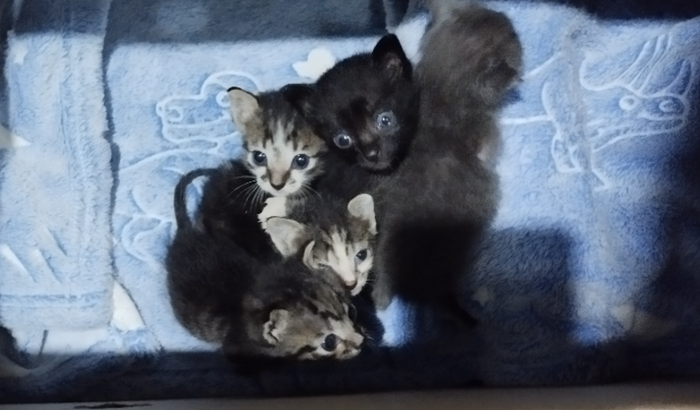 Gatinhos abandonados 