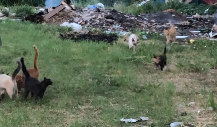 Ajuda para o tratamento de felinos(a)resgatados da rua.