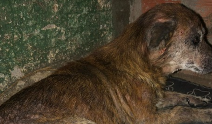 AJUDA MÃE E FILHA - DOGS RETIRADOS DA RUA