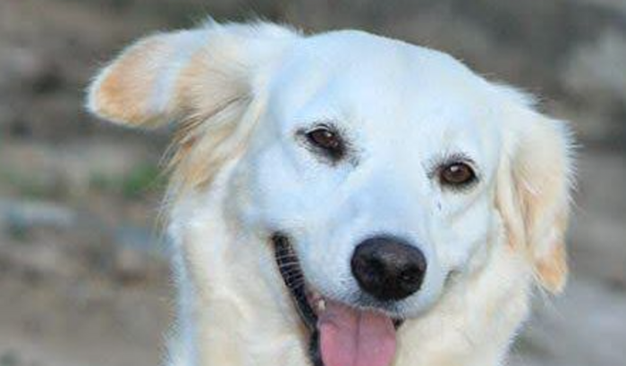 CIRURGIA RETIRADA DE TUMOR CACHORRINHA DALILA