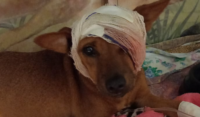 Ajuda pros medicamentos, exame, e curativos da Khyra