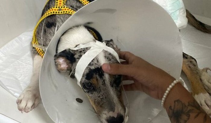 Ajude minha cachorrinha,estar com parvovirose 