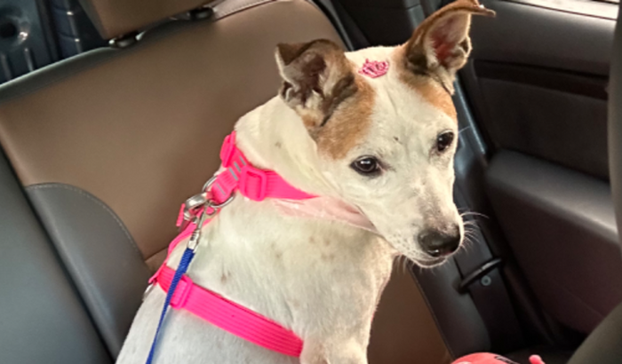 Cirurgia pra vanderleia