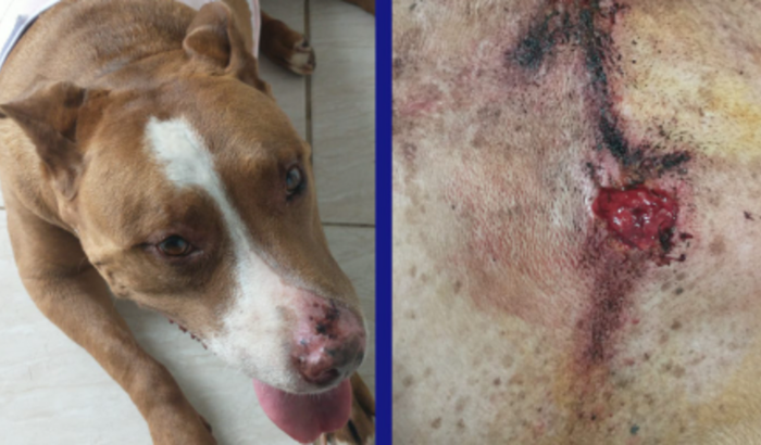 Luna precisa da sua ajuda.