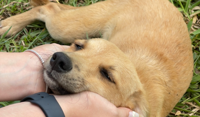 Ajuda para conseguirem um lar