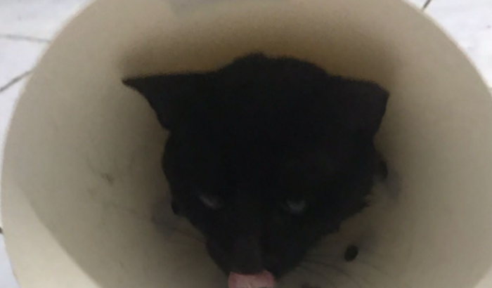 Gato Paulinho sofrendo com bexiga ubstruindo