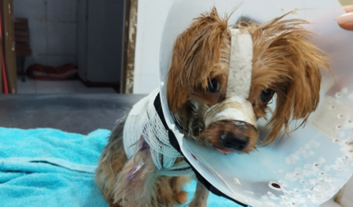 SALVEM O BEBEZINHO! CIRURGIA URGENTE