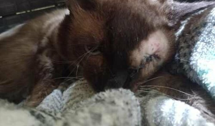 Ajude o gatinho guerreiro 