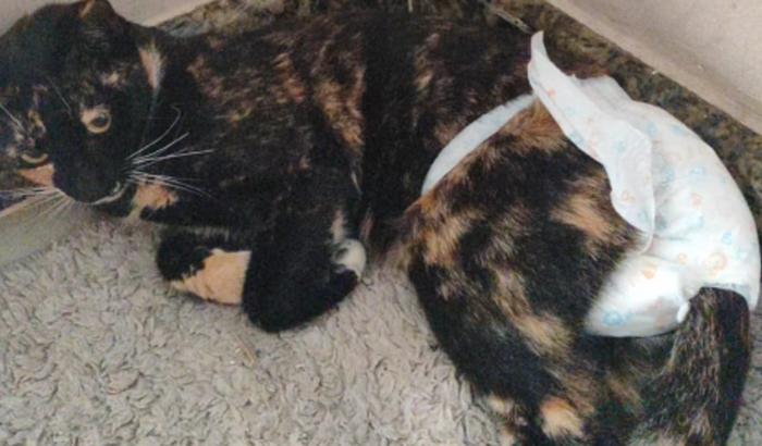 Ajude a Mel a Conquistar uma Vida Saudável com uma Ressonância Magnética! 🌈🐾